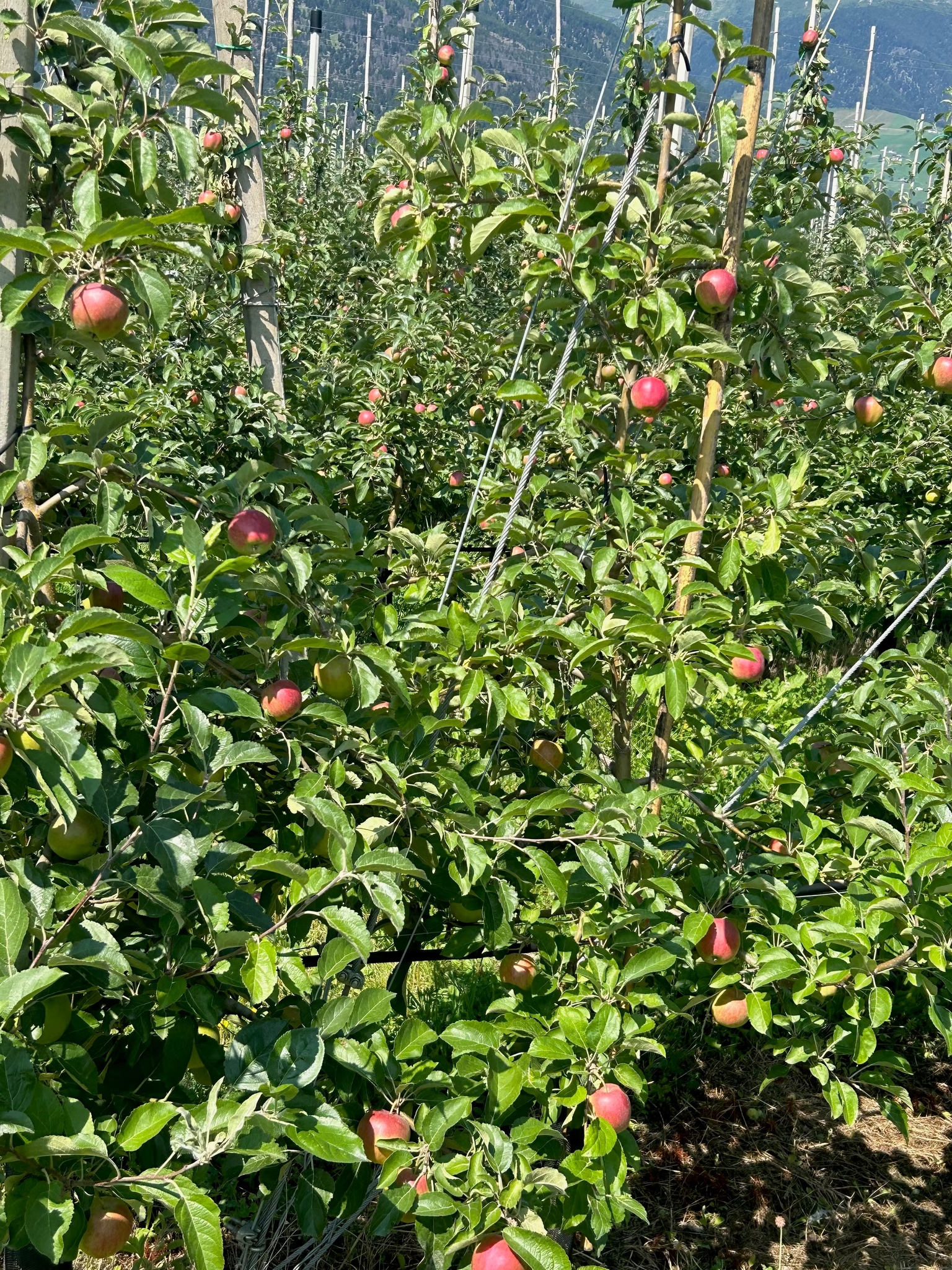 Apple trees